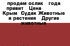 продам ослик 4 года привит › Цена ­ 25 000 - Крым, Судак Животные и растения » Другие животные   